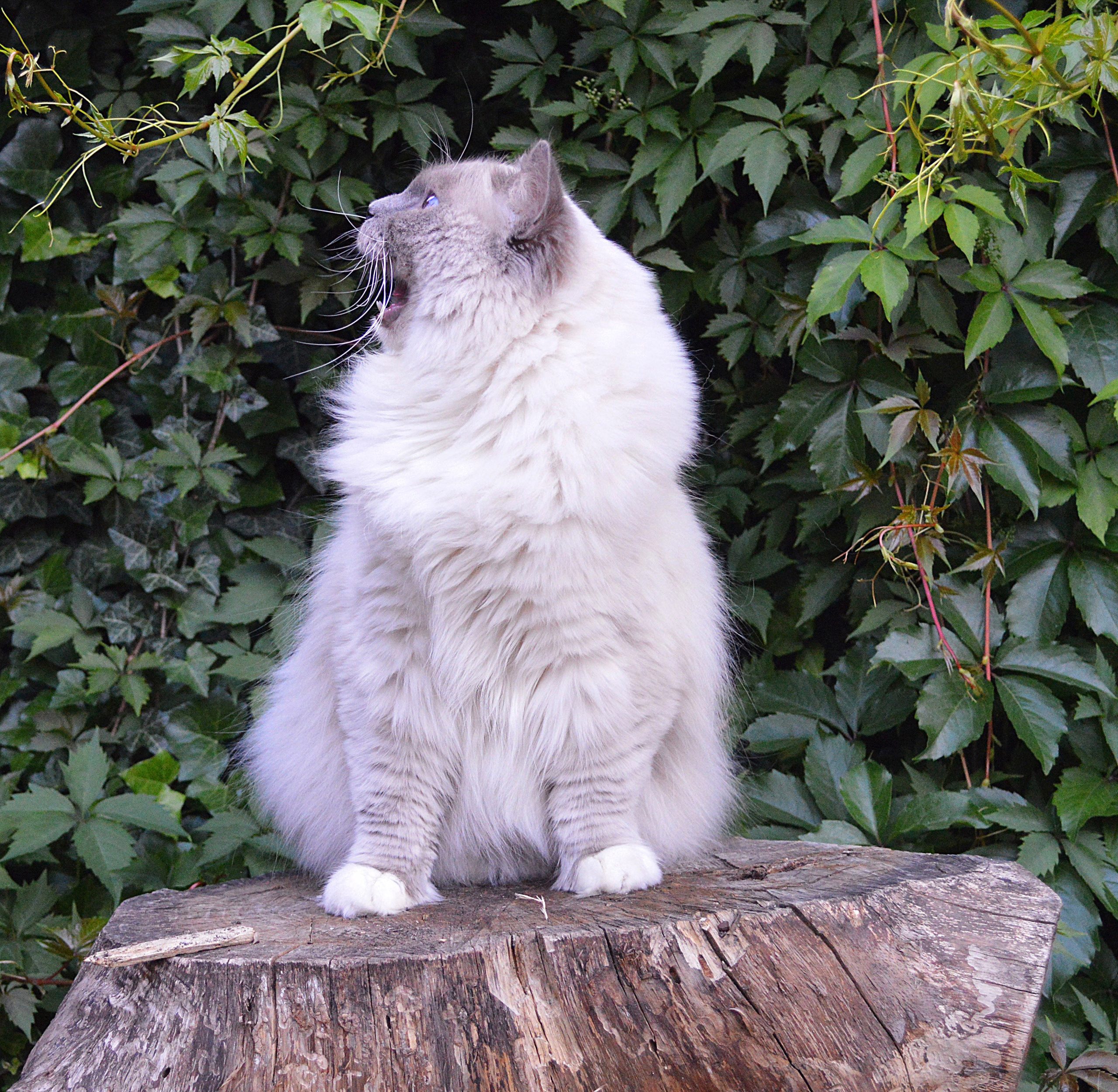 blue mitted ragdoll , cattery
