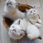 fluffy blue kocięta