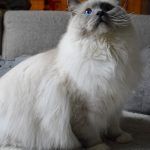 blue mitted