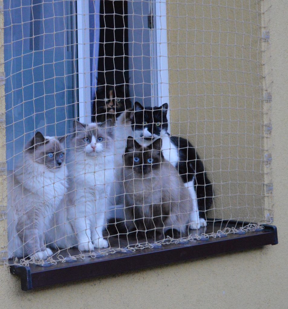 siatka na balkon , bezpieczny kot