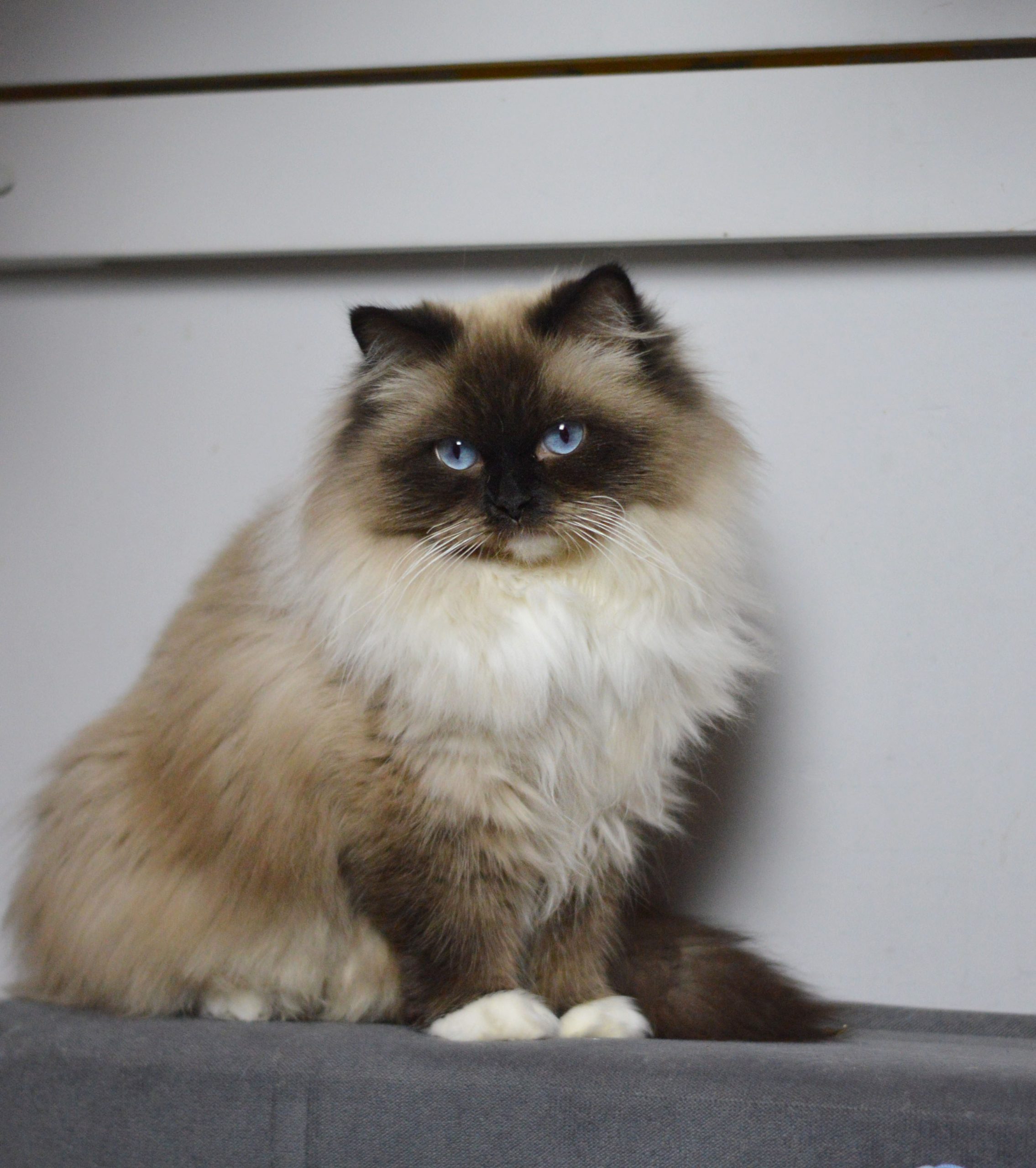 ragdoll seal mitted