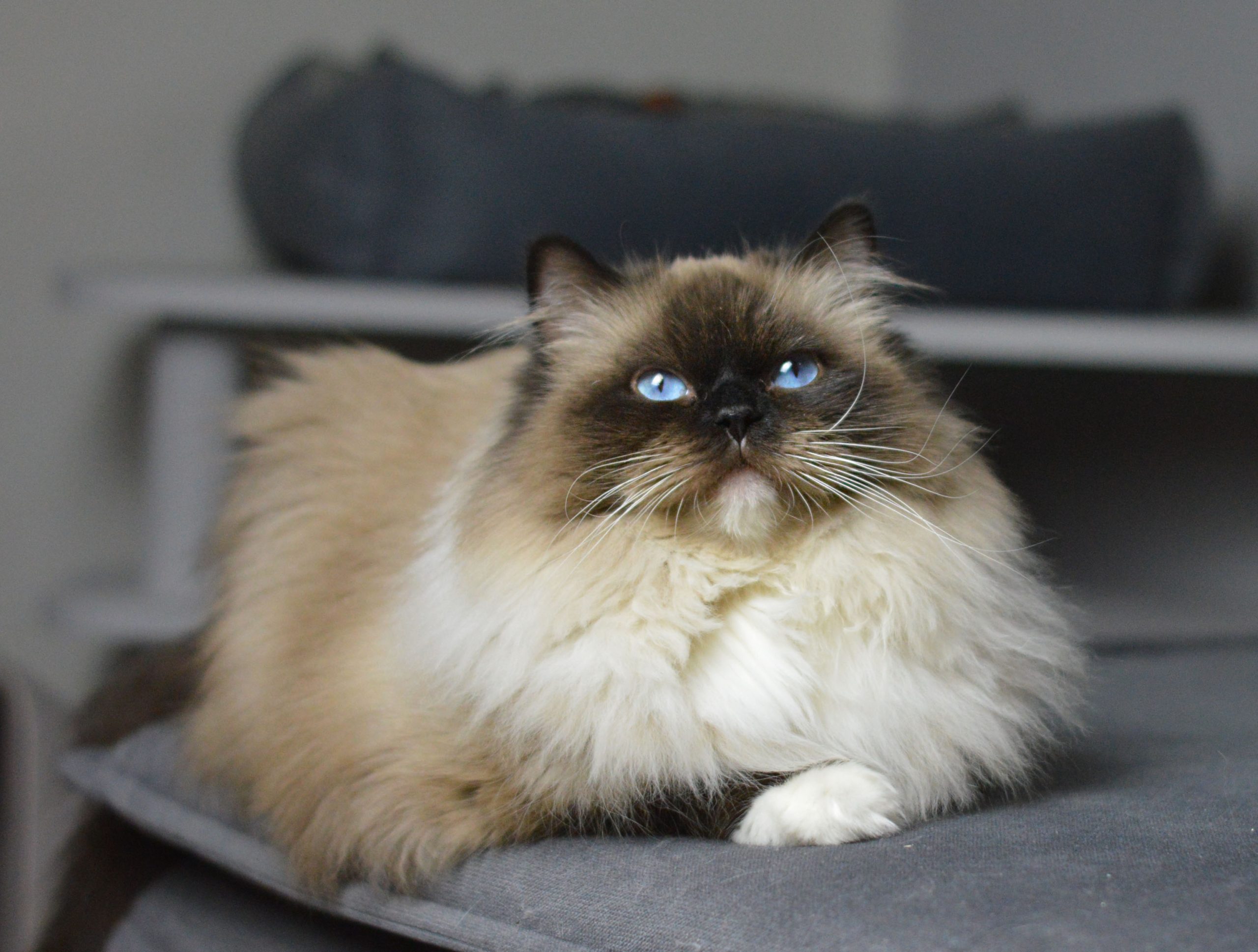 ragdoll seal mitted
